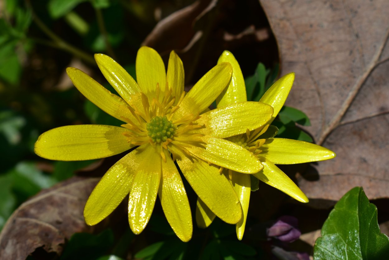 Аппликация калужница