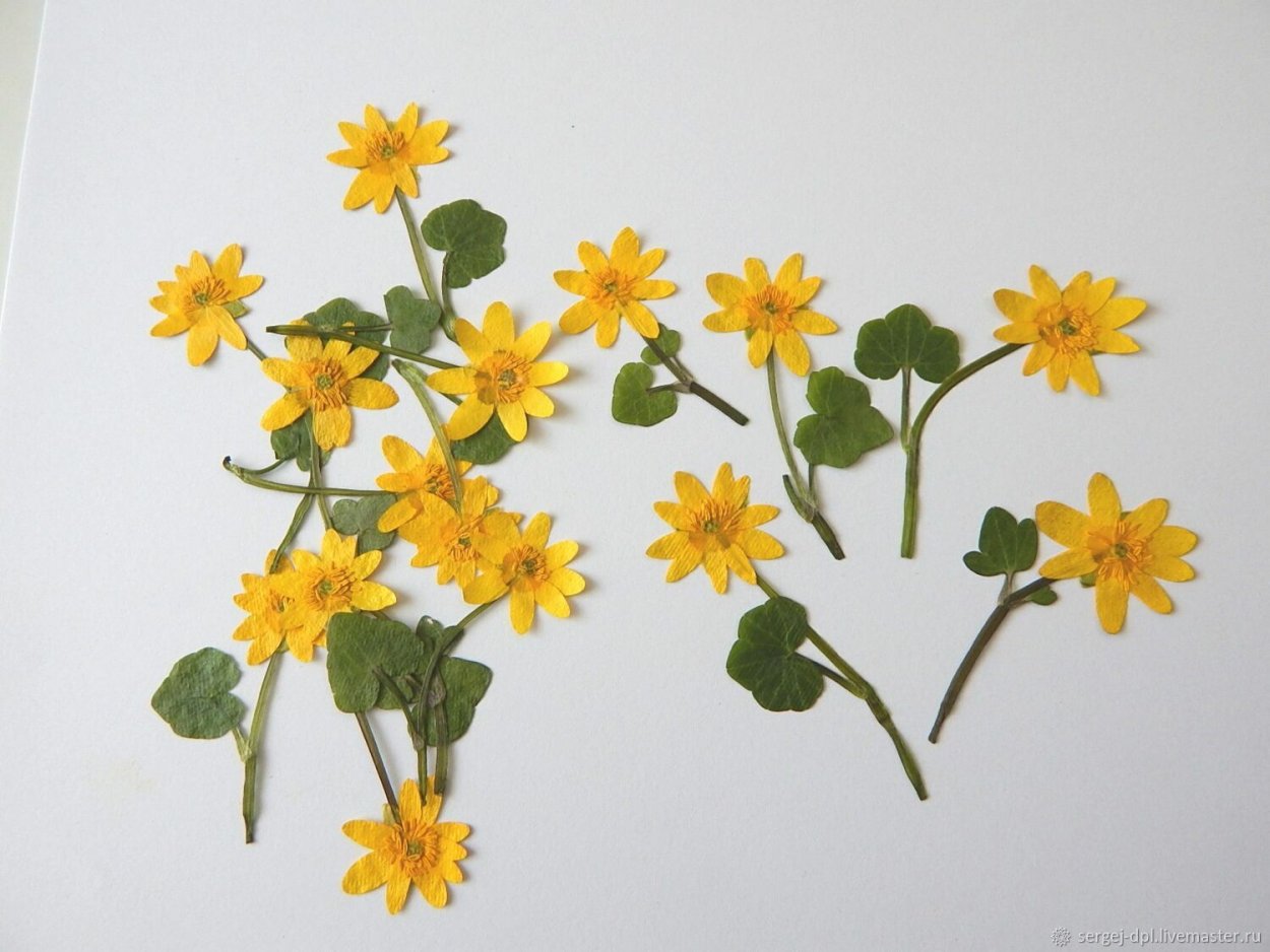 Чистяк Лесной