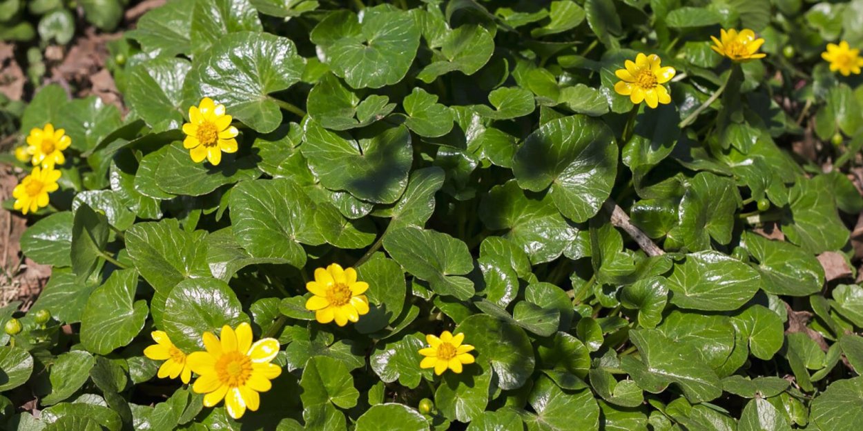 Чистяк весенний соцветие