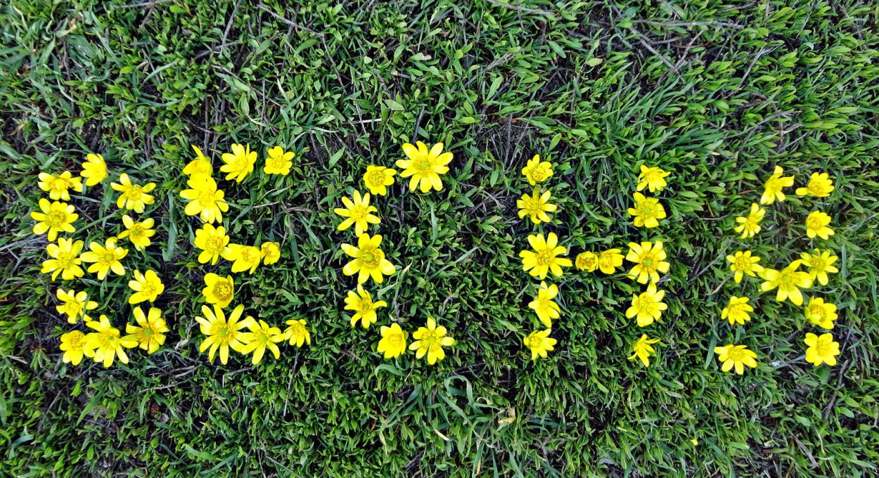 Лютик весенний гербарий