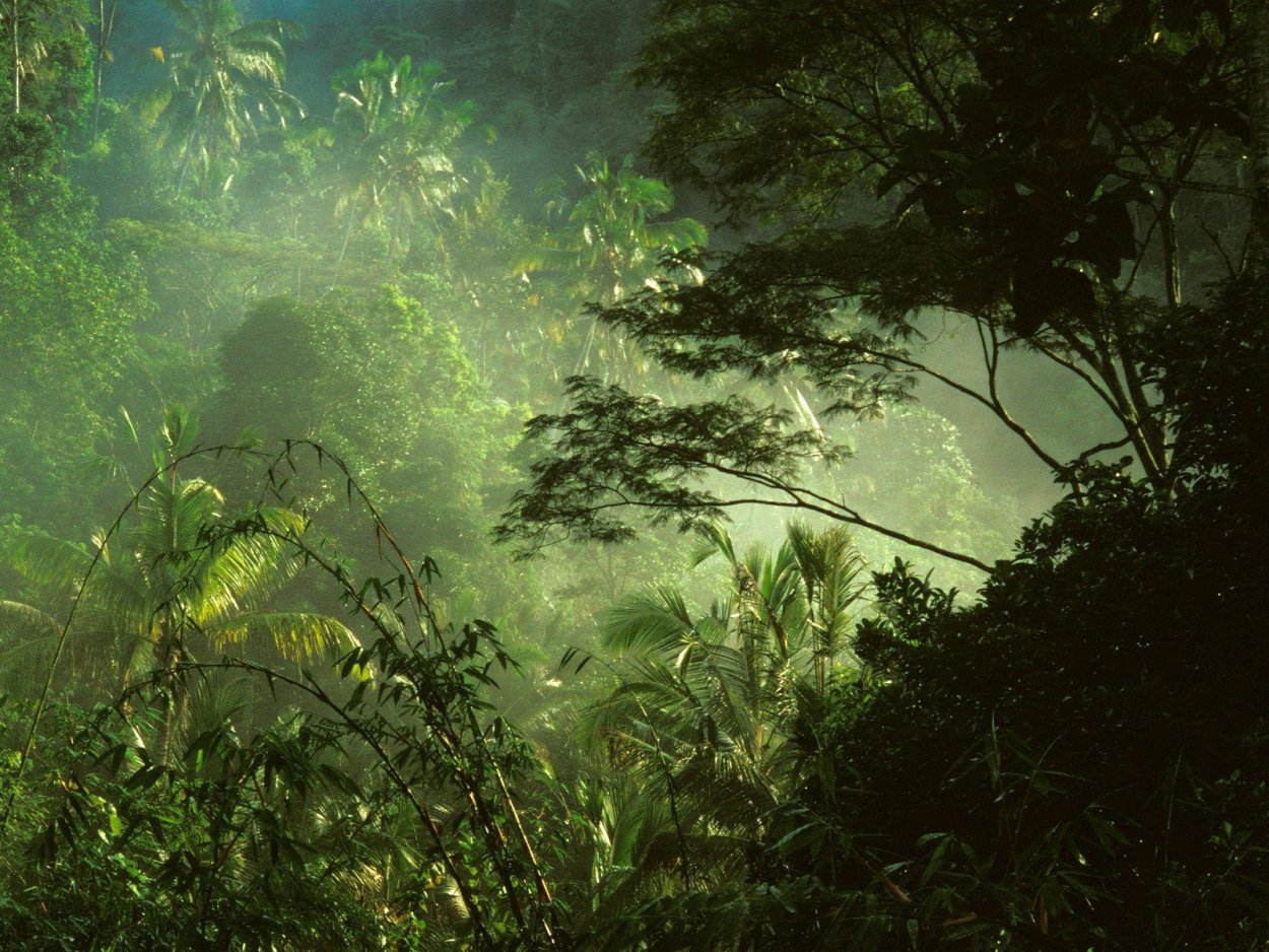 Обои джунгли