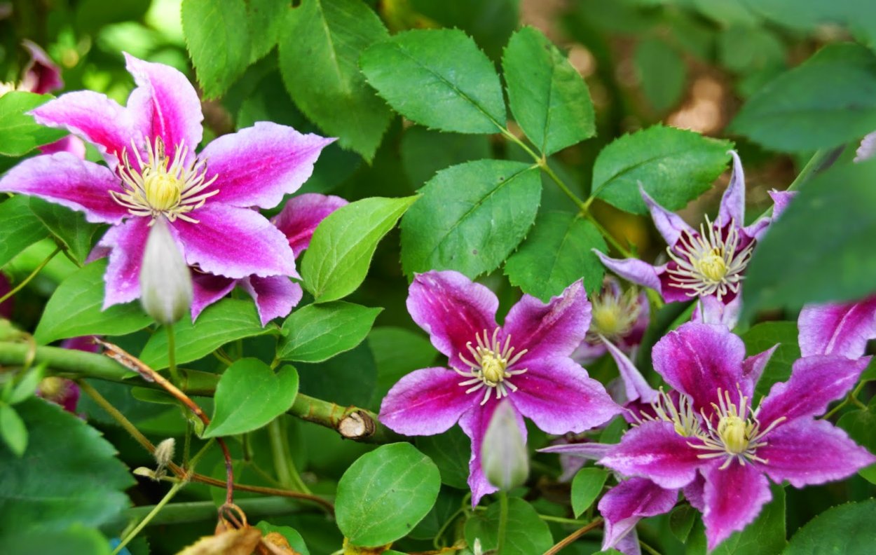 Клематис гибридный миссис Томпсон