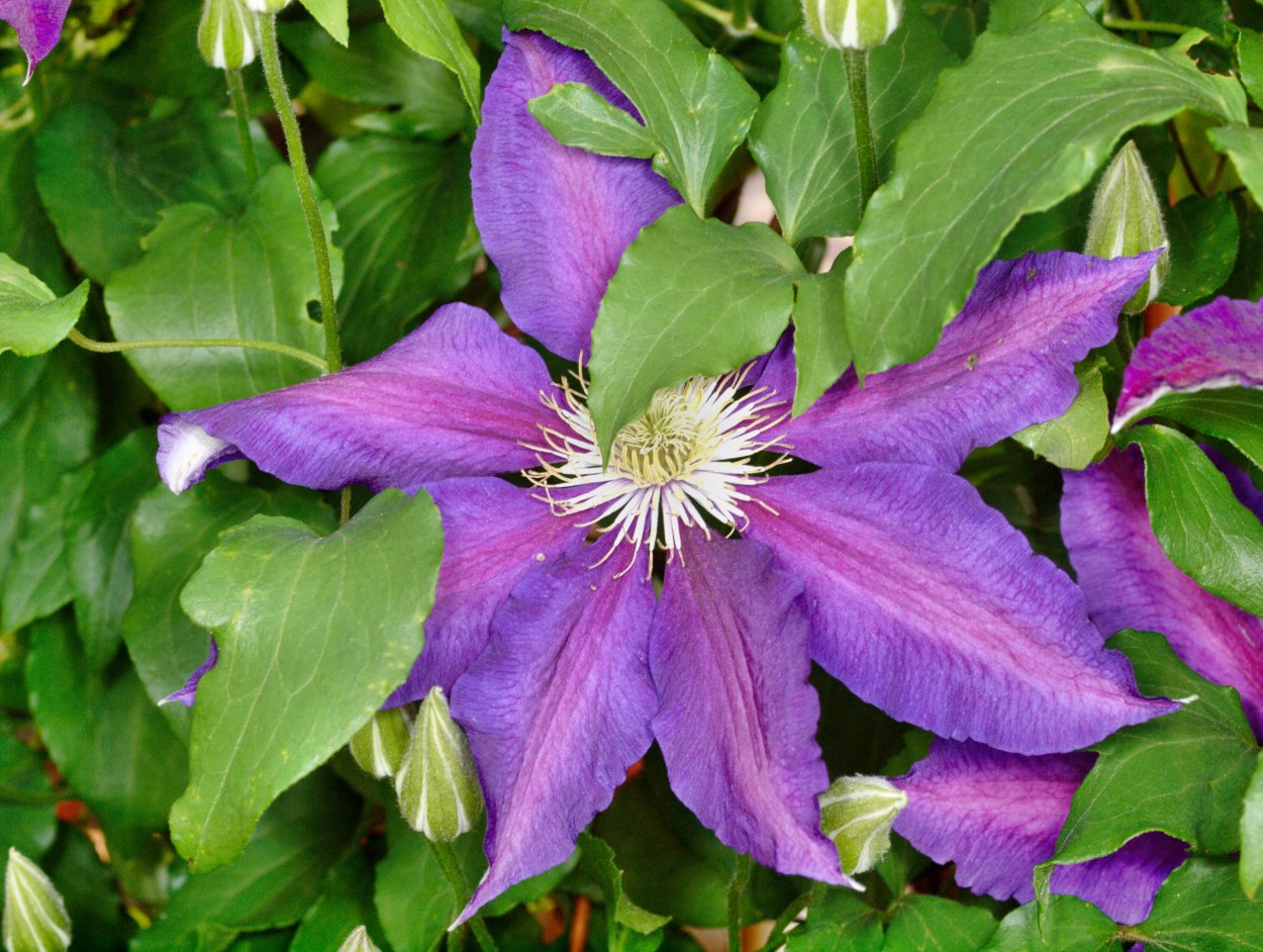 Клематис древовидный