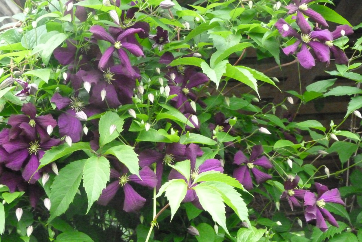 Клематис Мирабель