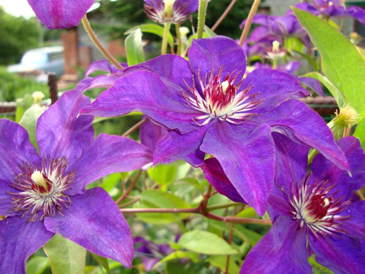 Клематис древовидный