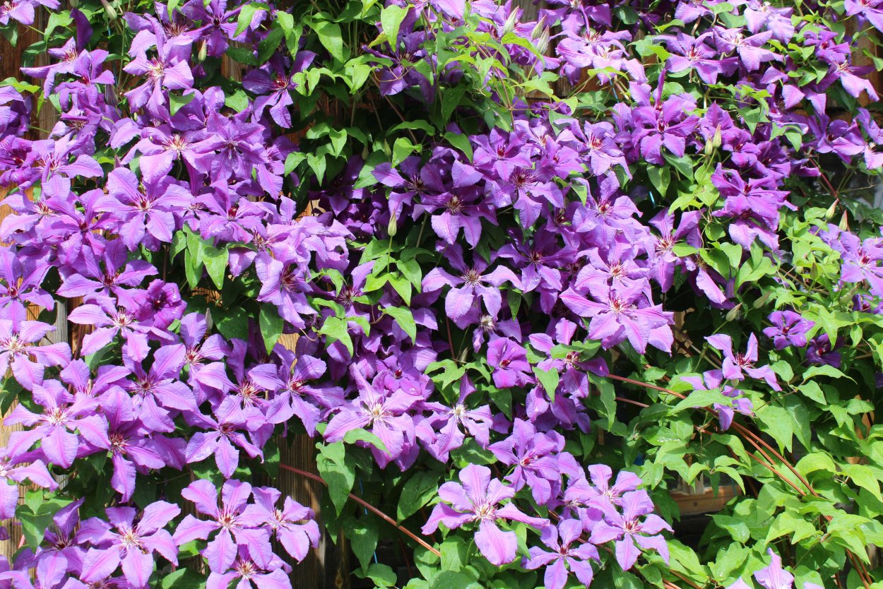 Клематис хонора