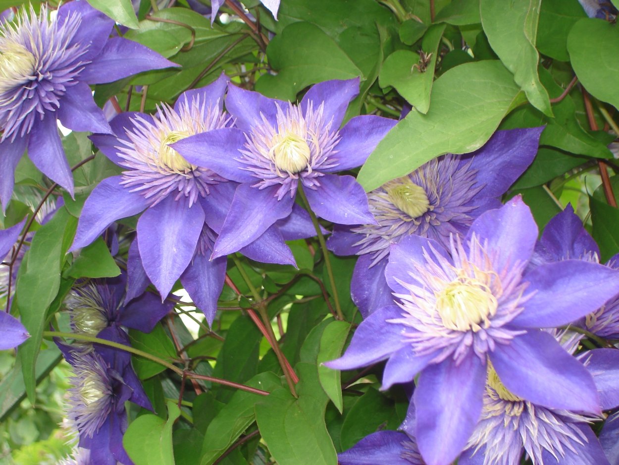 : Клематис (сорт Caroline) позднецветущий