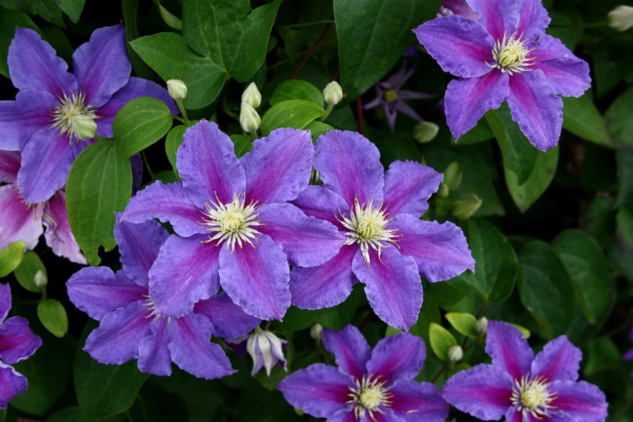 Клематис Polonez