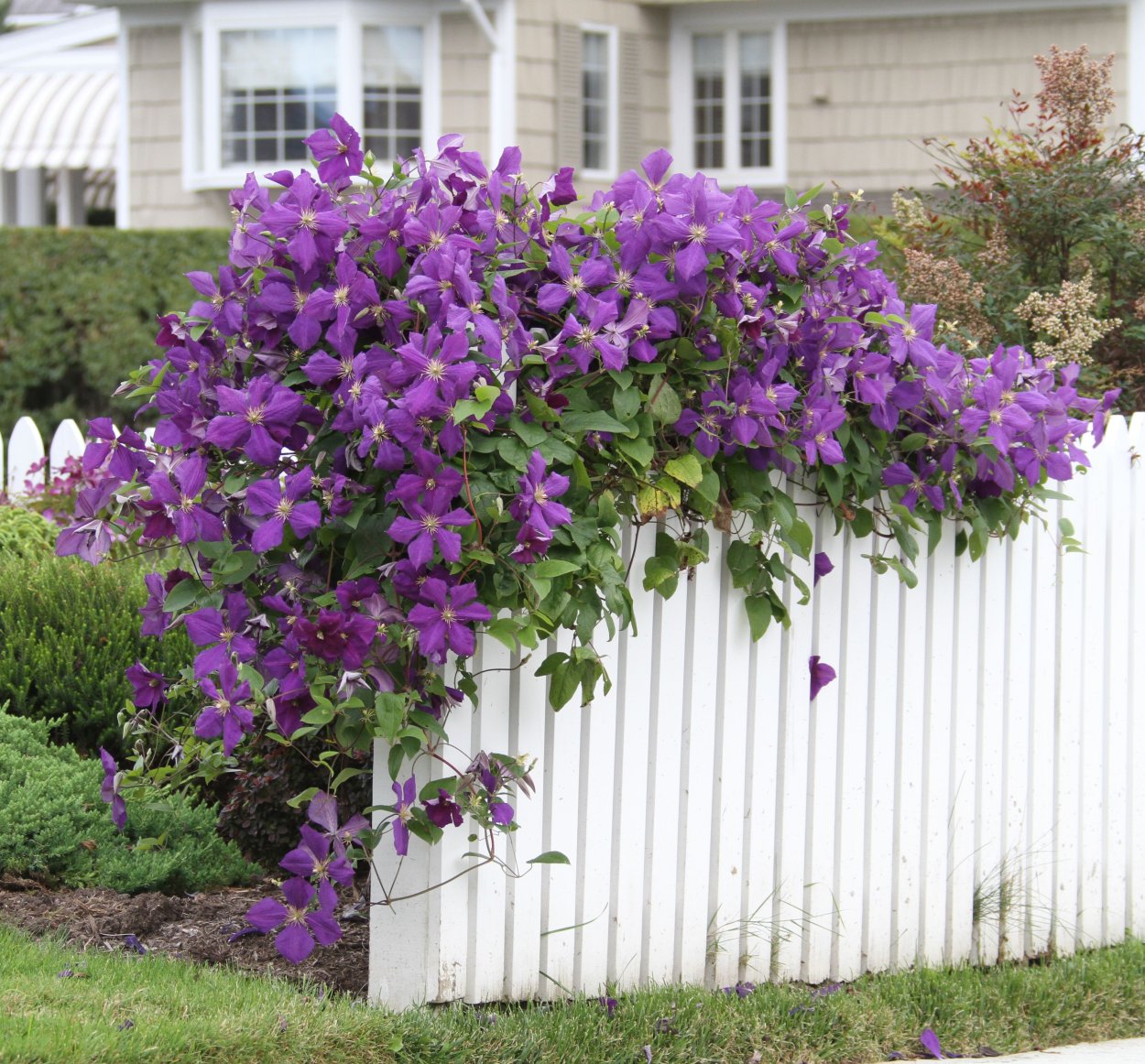 Клематис abundance