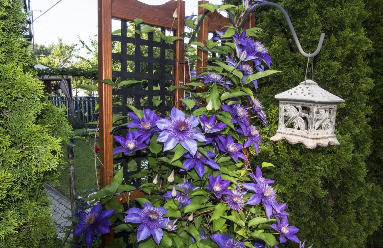 Клематис Мульти Блю