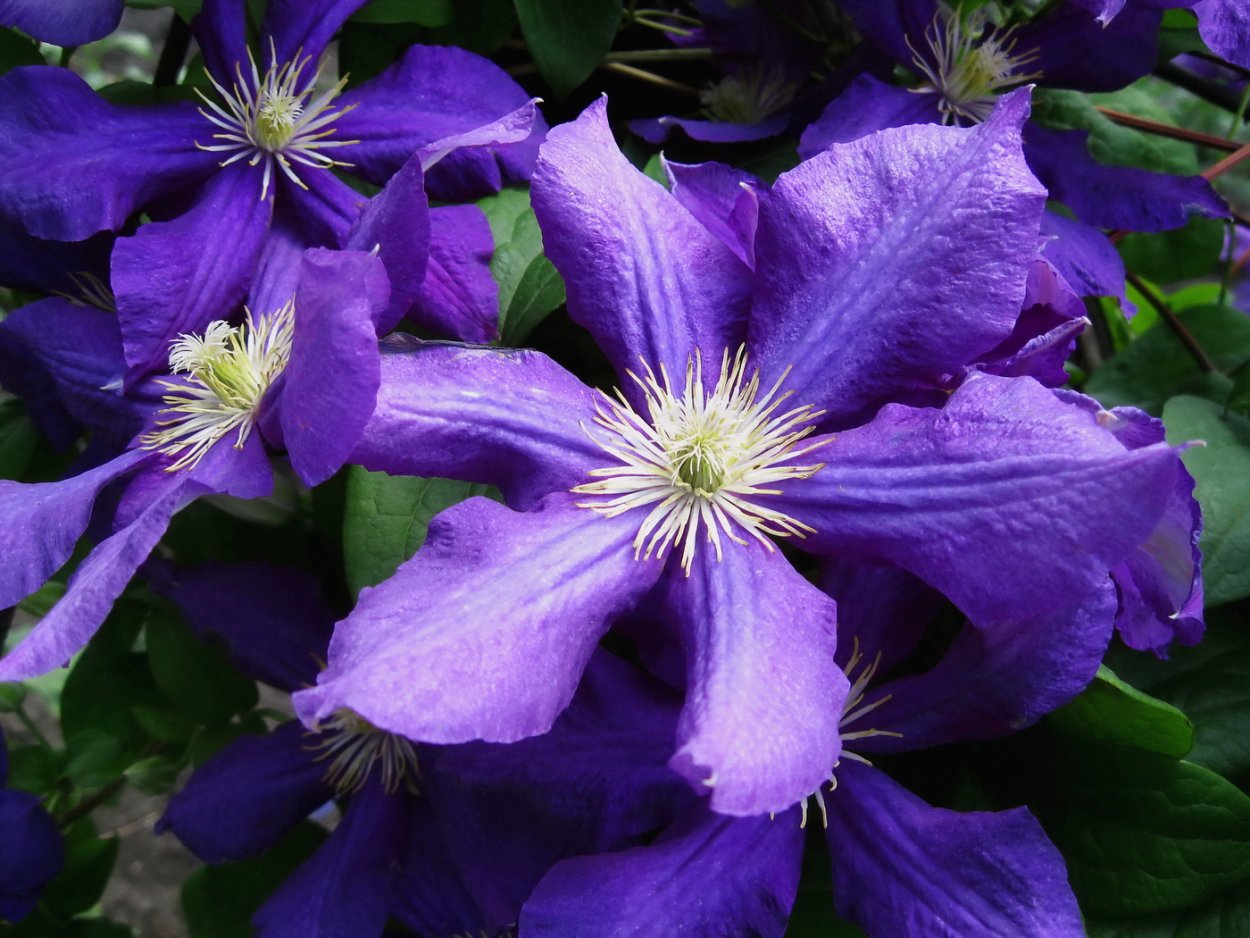 Клематис Aotearoa