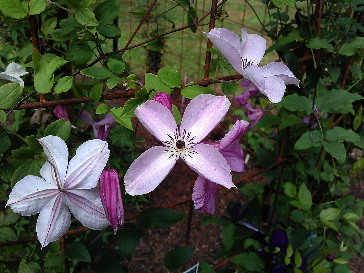 Клематис Fairy Dust