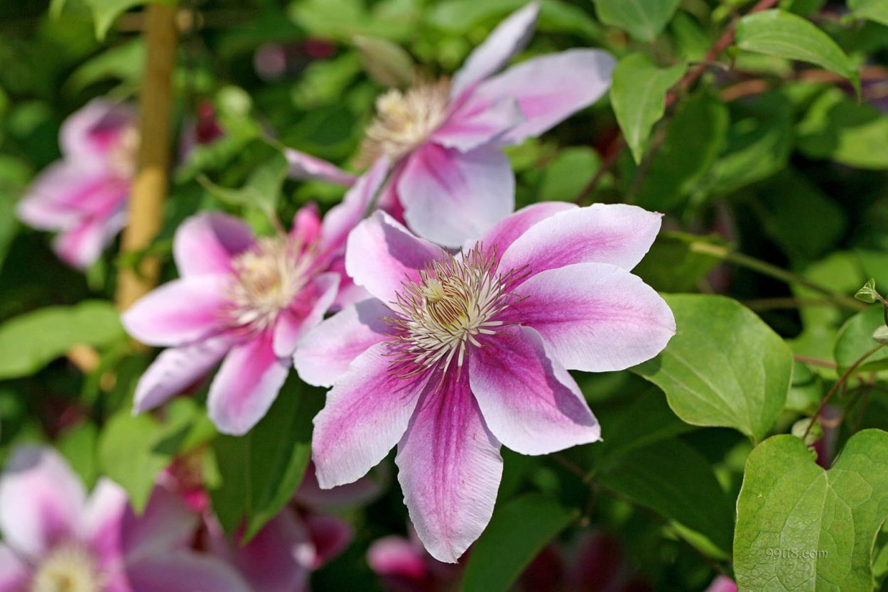 Клематис Розамонд