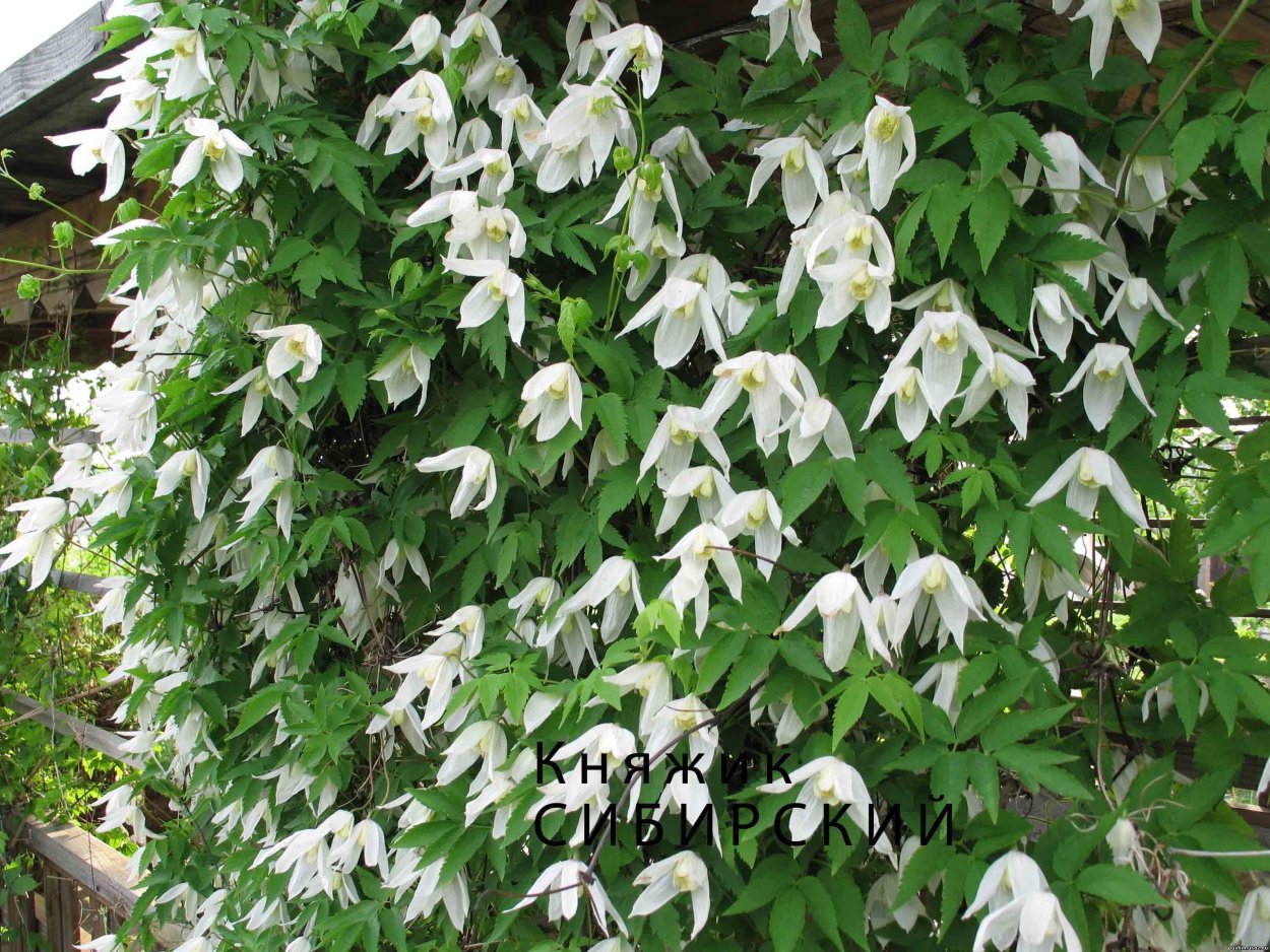 Клематис Сибирский княжик