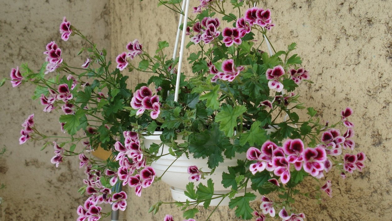 Герань вьюнковая