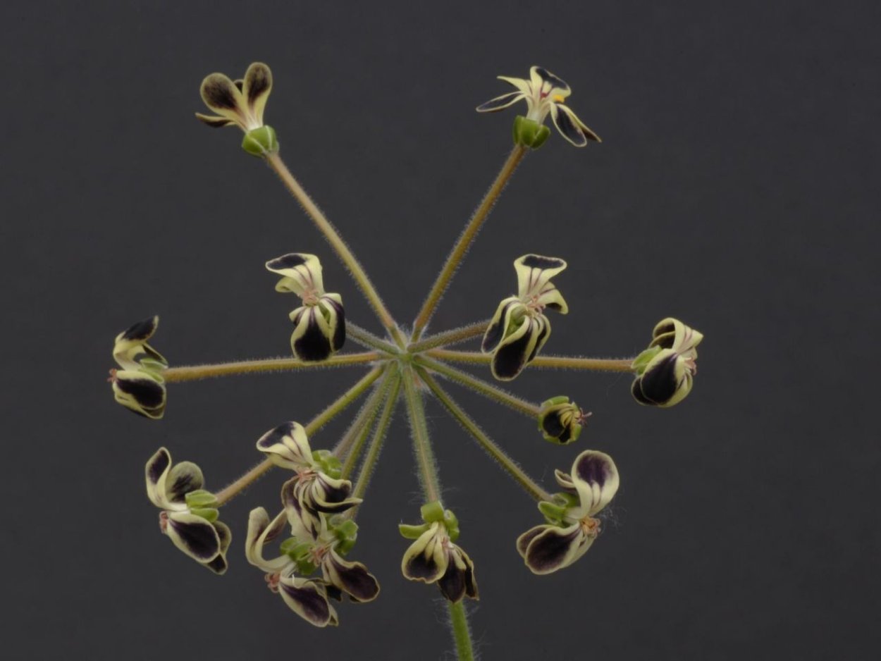 Пеларгония lobatum