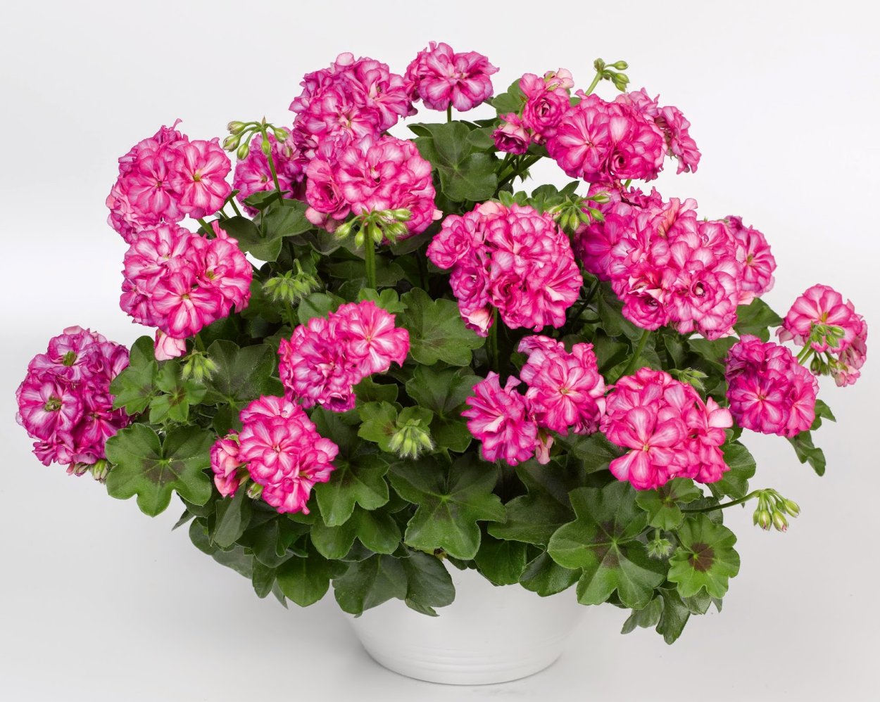 Пеларгония плющелистная