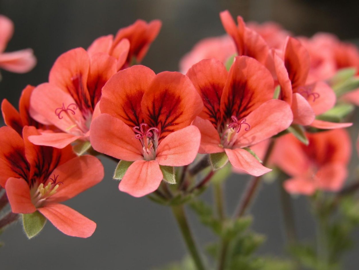 Пеларгония Caravan