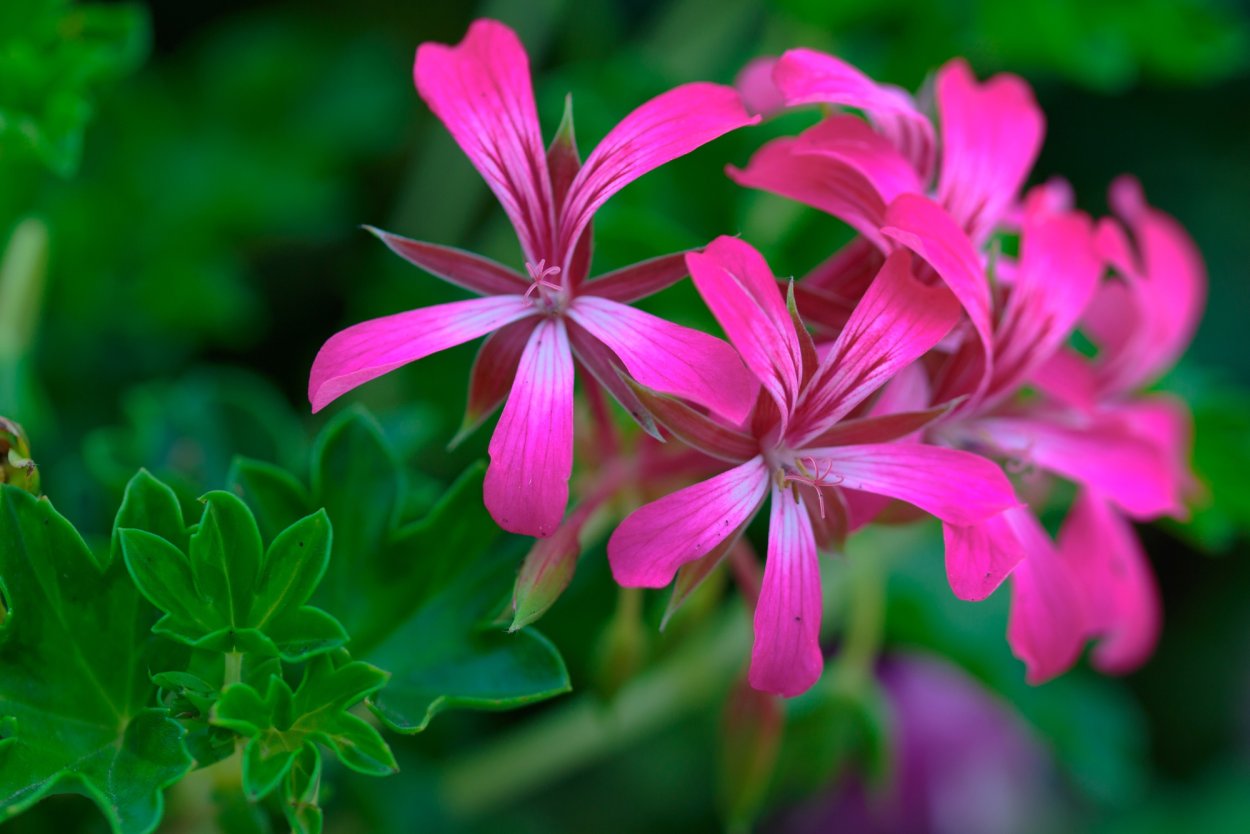 Пеларгония Петалс