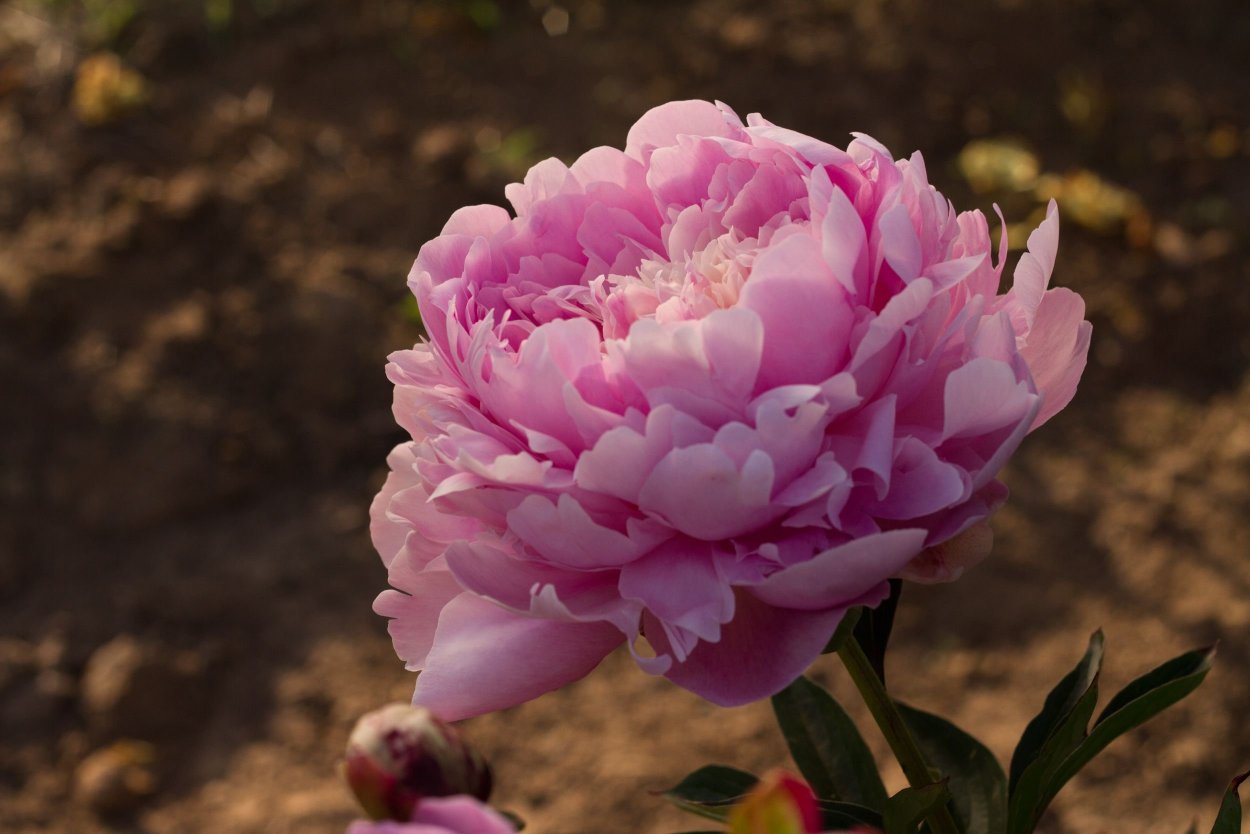 Пион Гилберт Бартелло