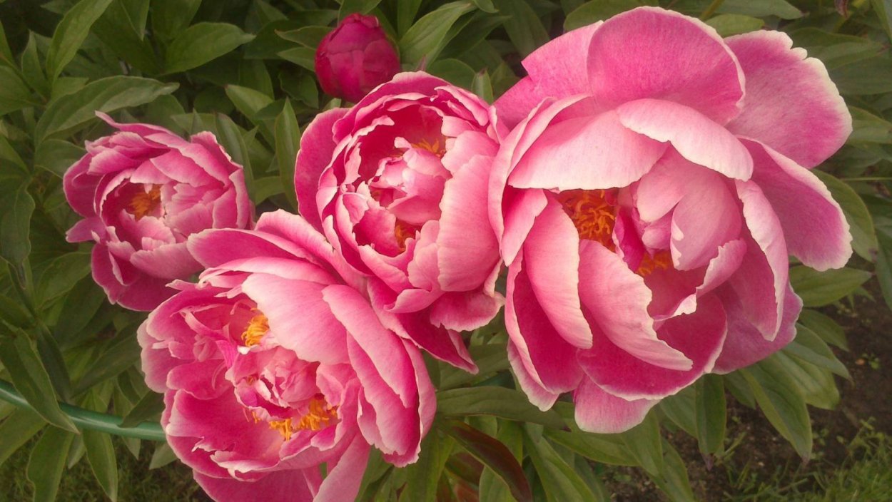 Пион ОДИЛИЯ