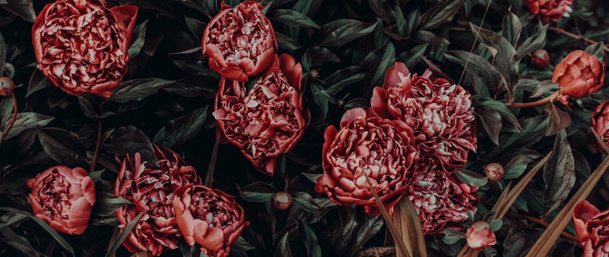 Пион Шарль Левек