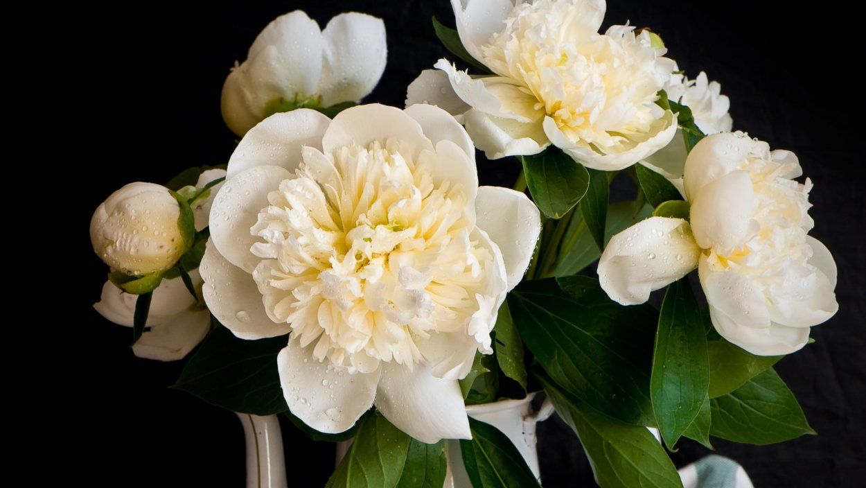 Пион Salmon Chiffon