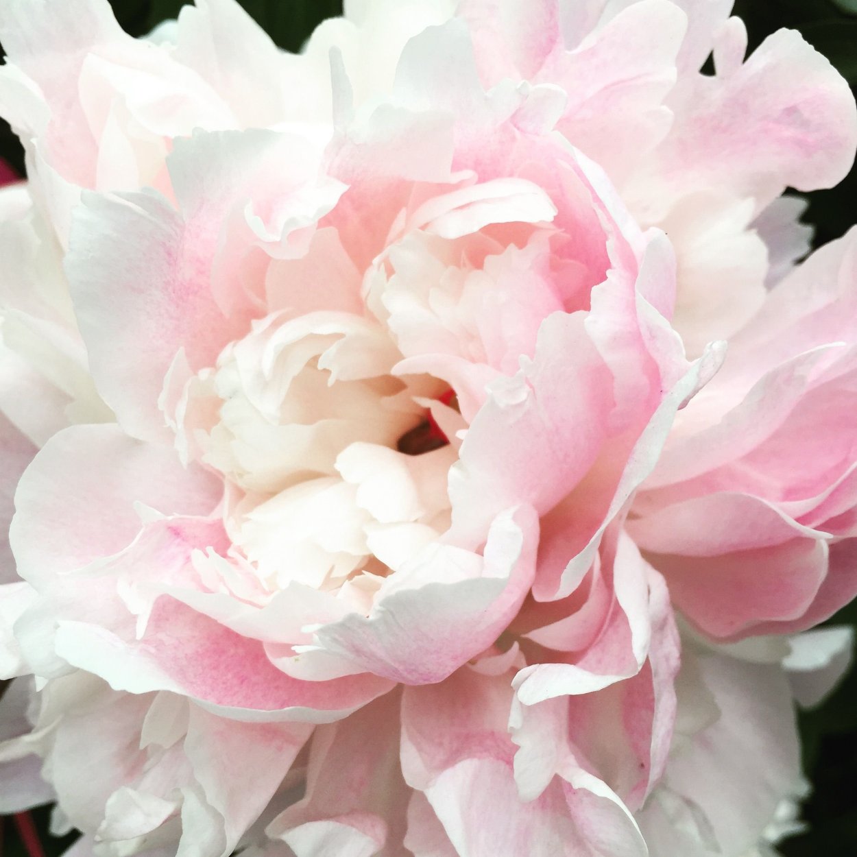 Пион Бесси Bessie