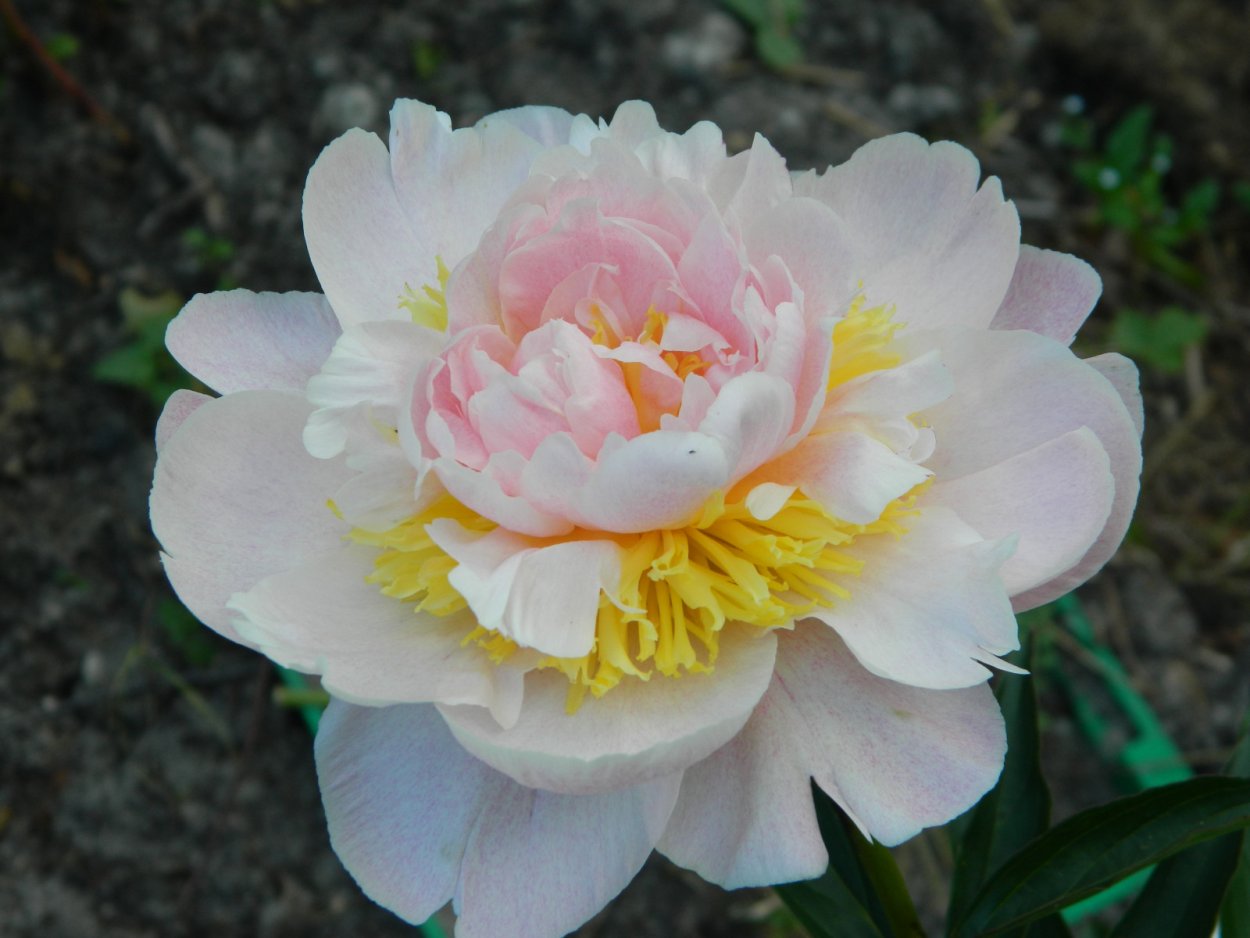 Пион Фрагрант букет