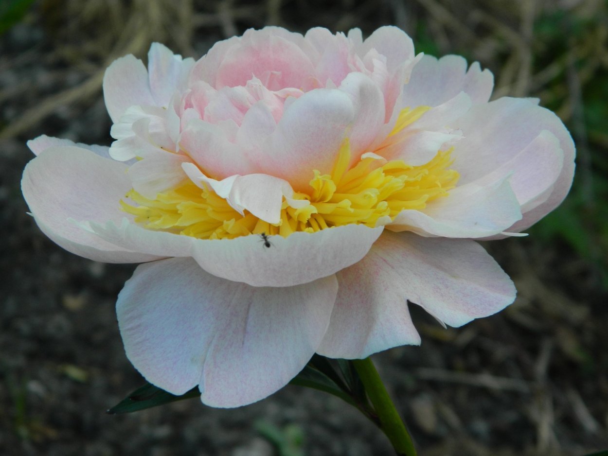 Пион Gerhilde 2000