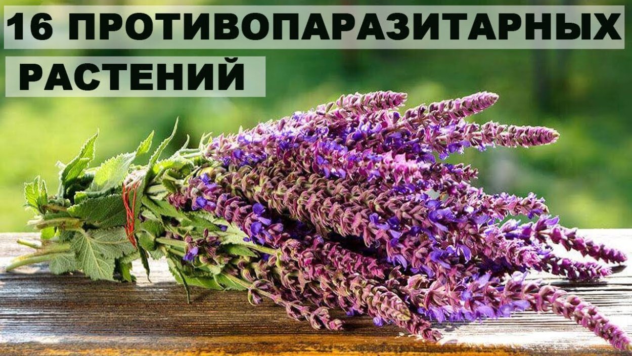 Шалфей лекарственный
