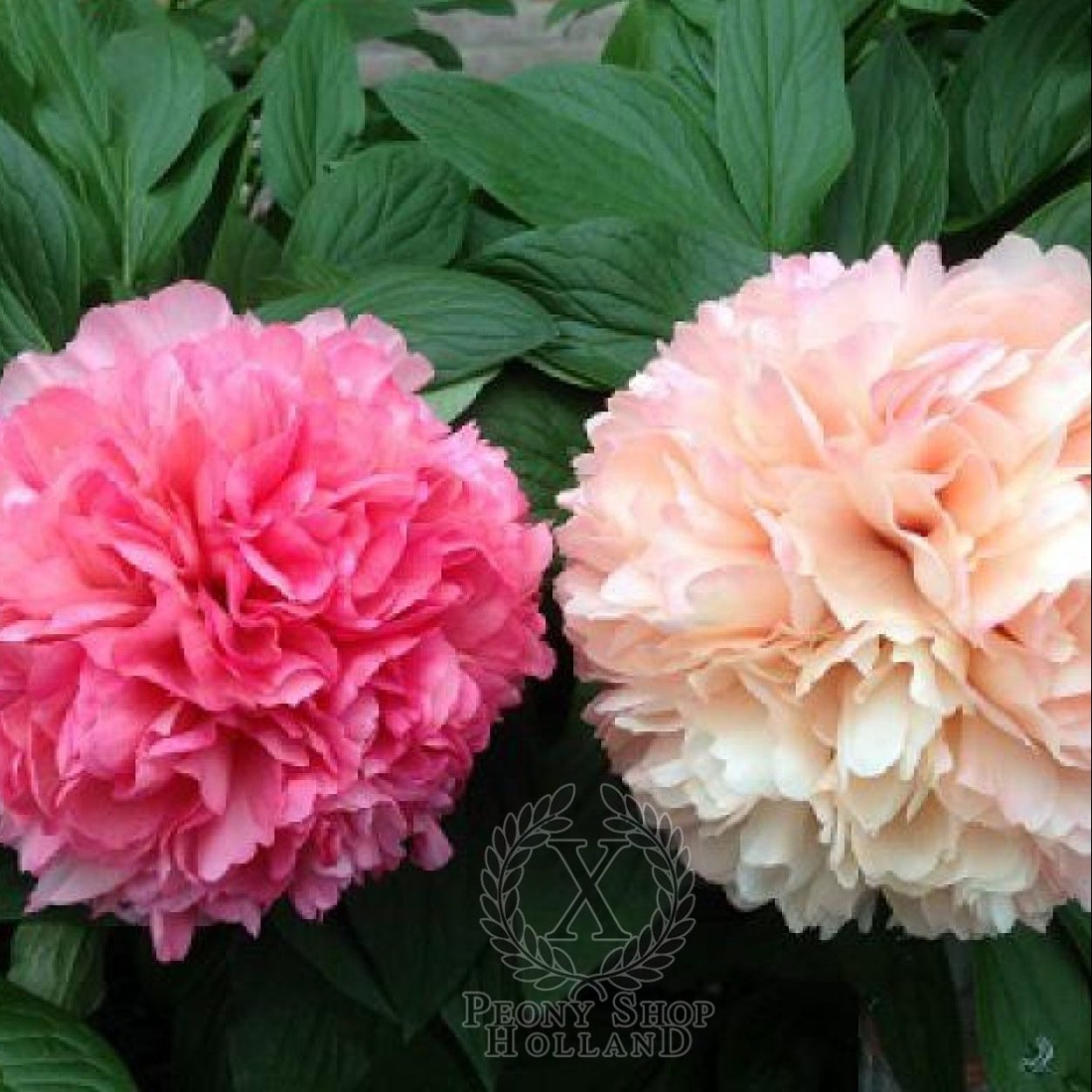 Букет пионов Эстетика