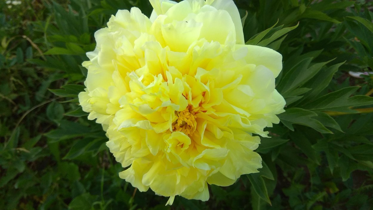 Художник Jacqueline Gnott