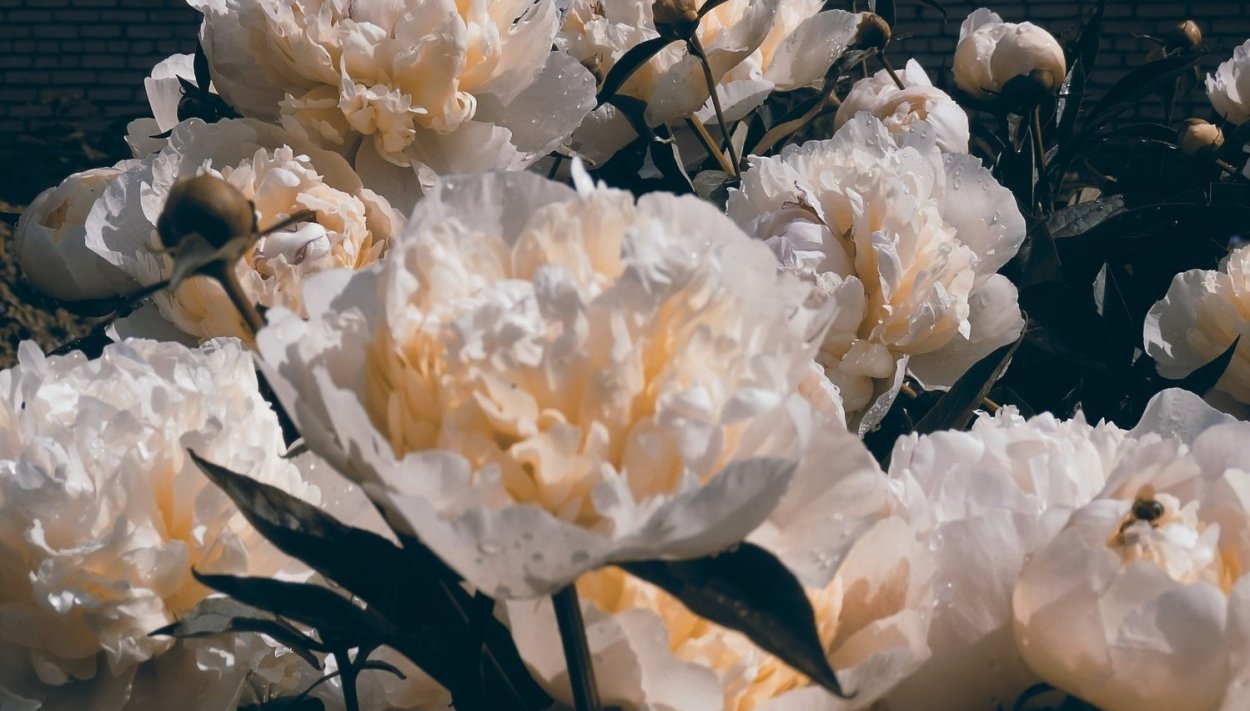 Пиони Пинк / Peony