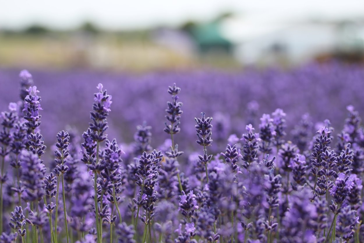 Дикое поле лаванды