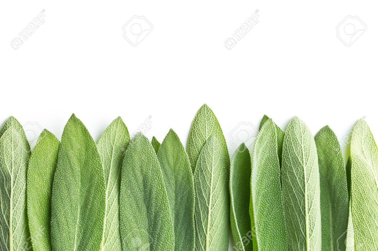 Зеленый шалфей фон