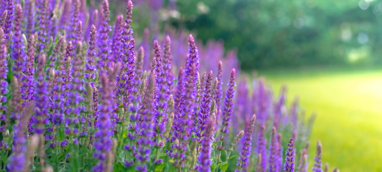 Трава шалфей 35г