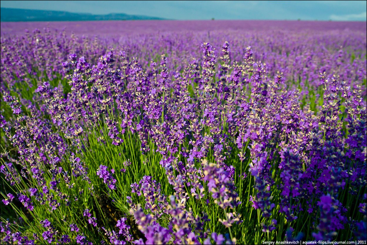 Поля шалфея в Крыму