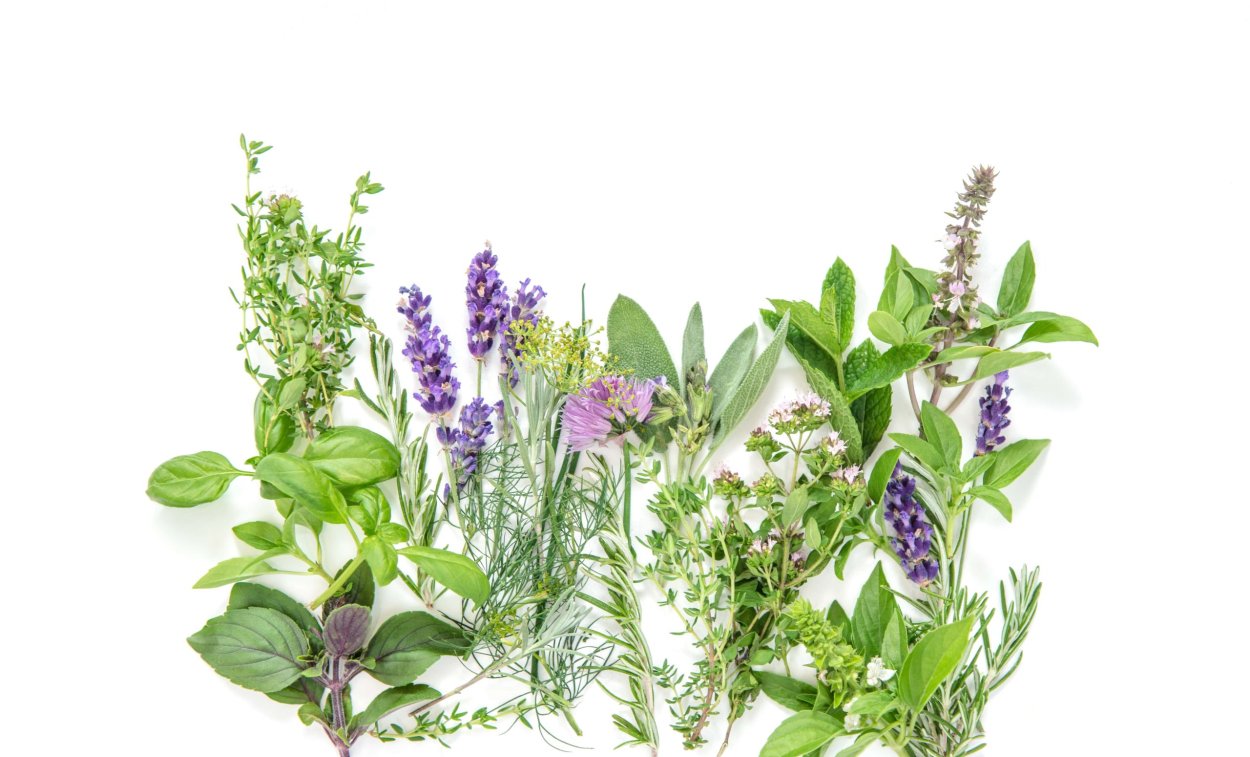 Мята розмарин тимьян шалфей