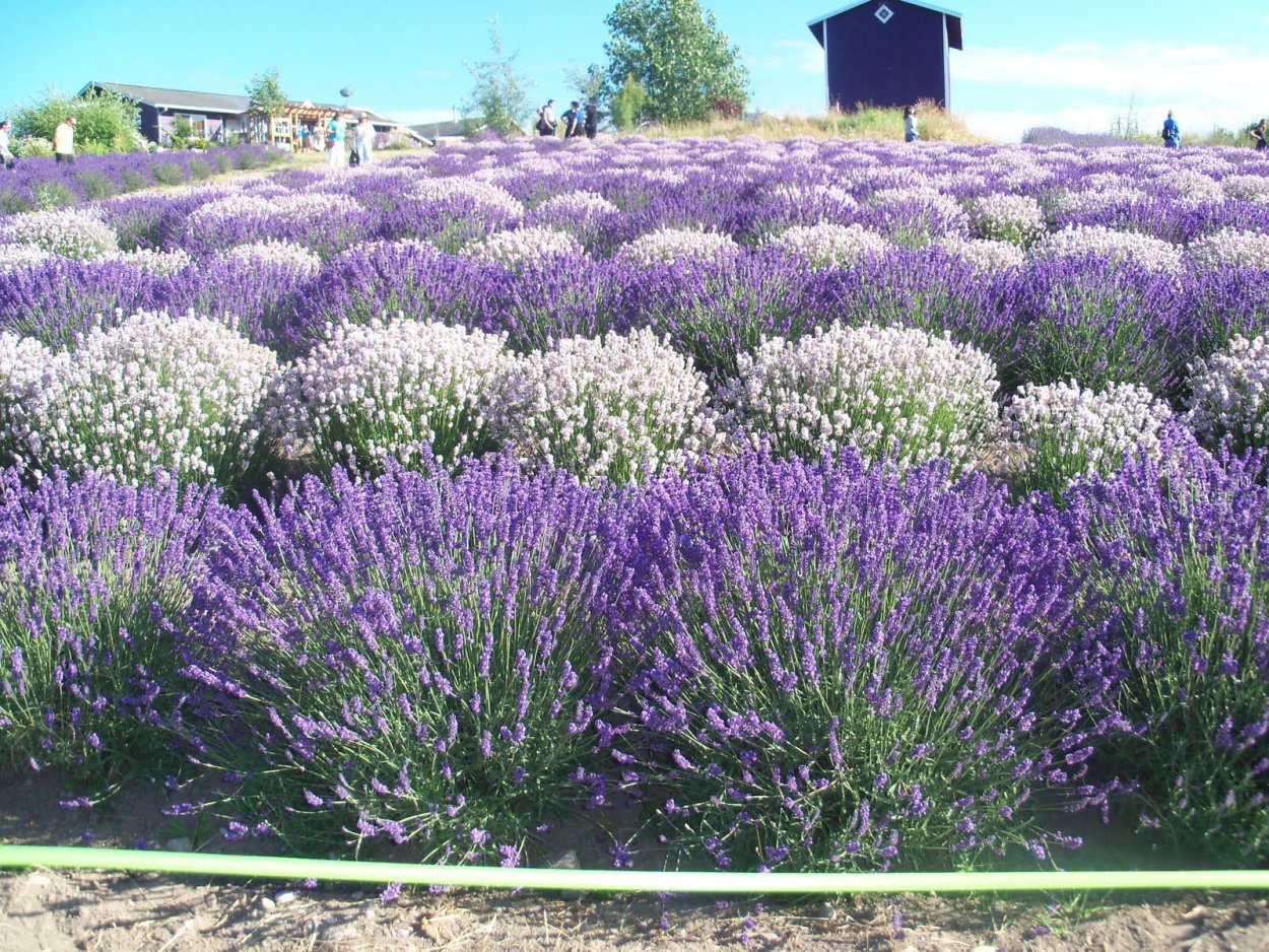 Лаванда узколистная Альба