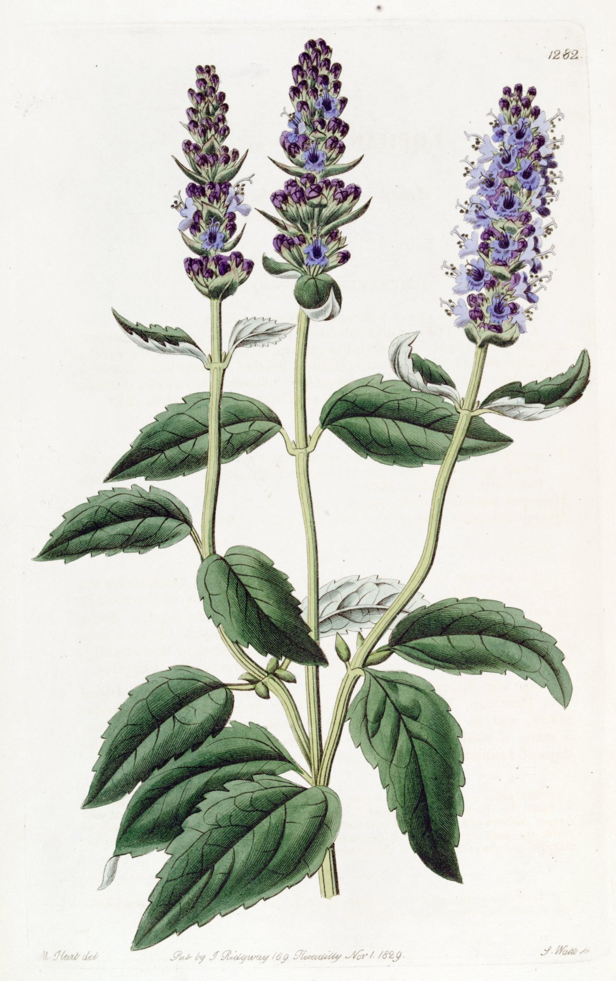 Salvia officinalis Ботаническая иллюстрация