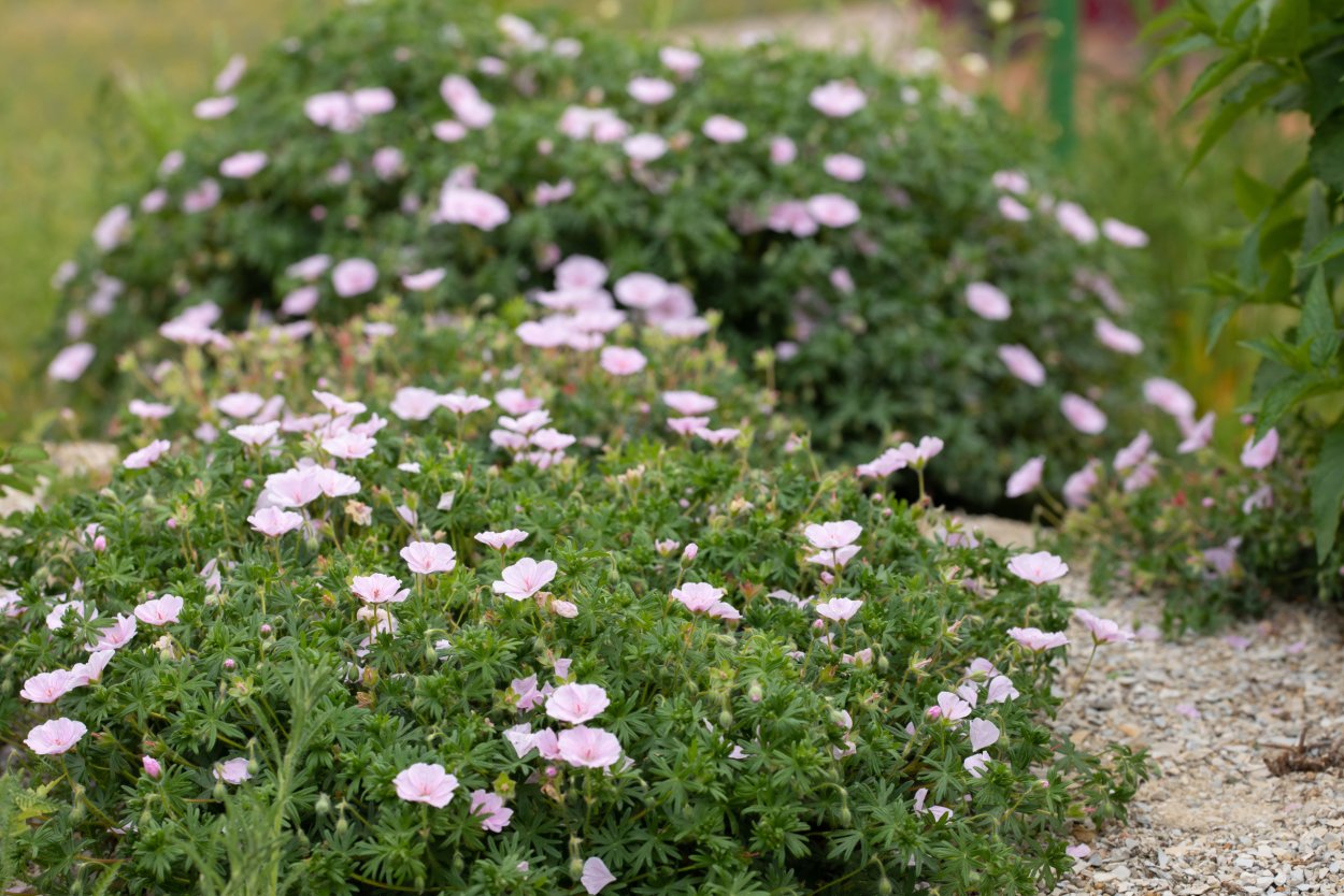 Герань кроваво-красная Пинк диадем