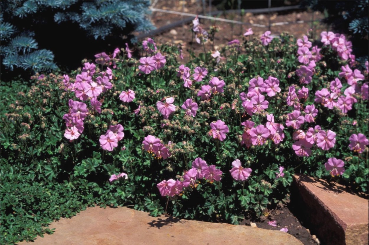 Садовая герань с малиновыми цветами
