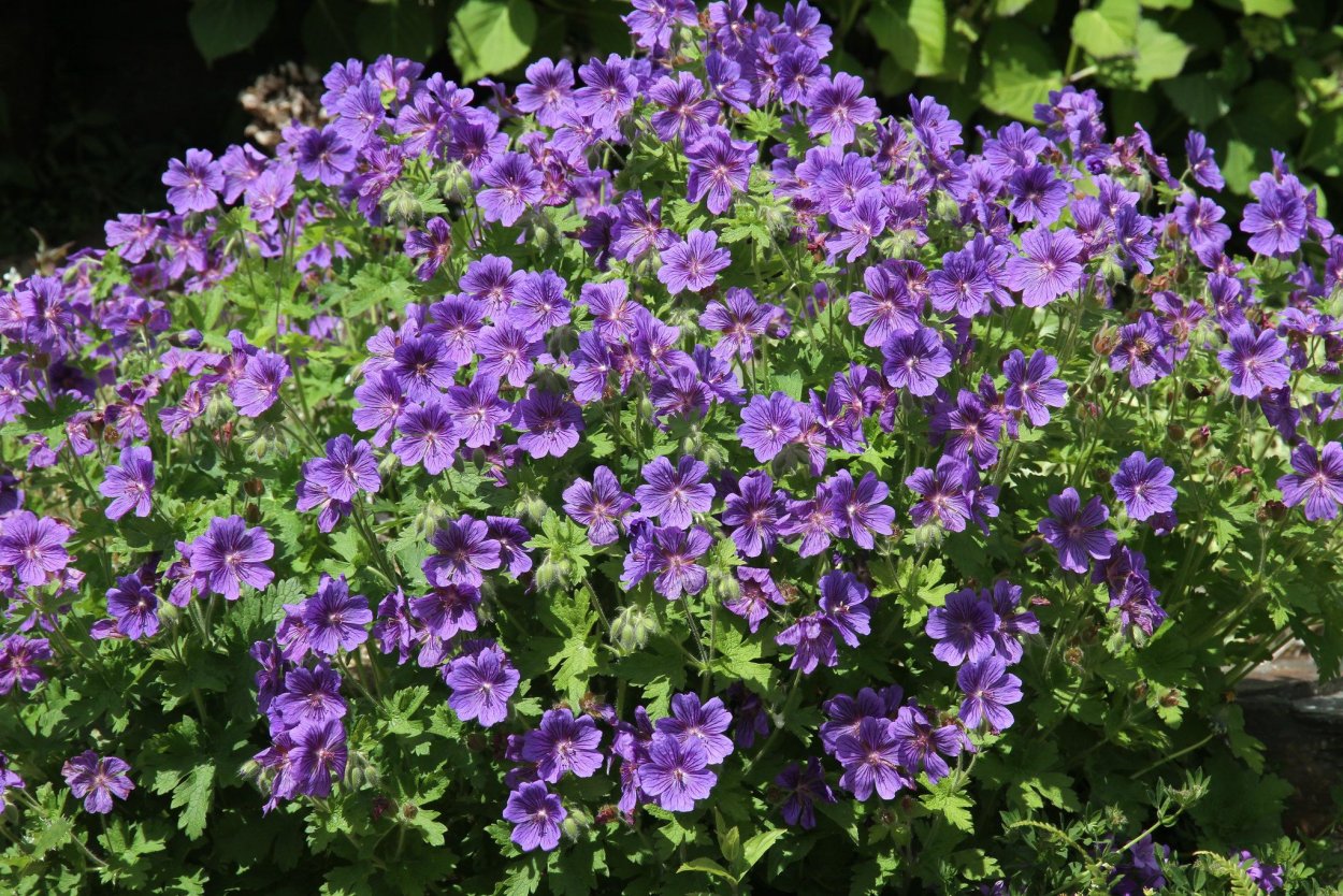 Герань гибридная 'Rozanne'