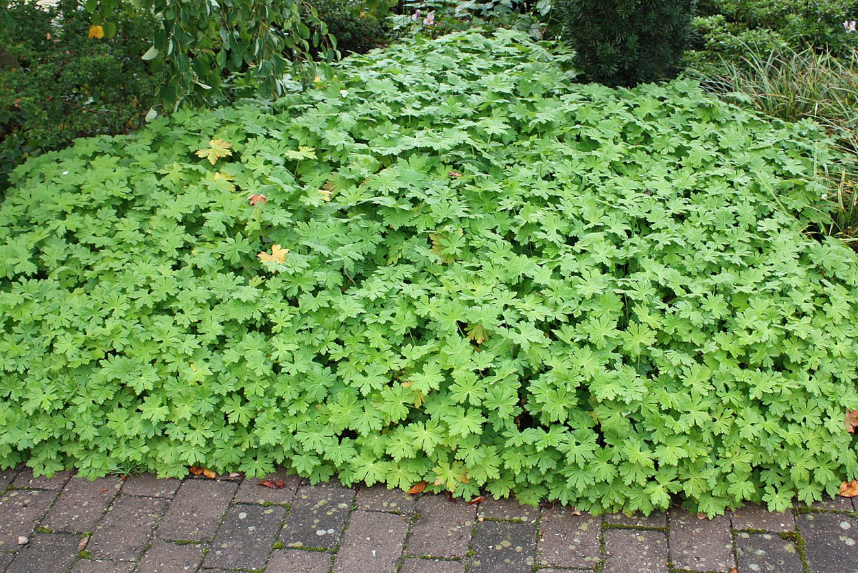 Герань Садовая почвопокровная