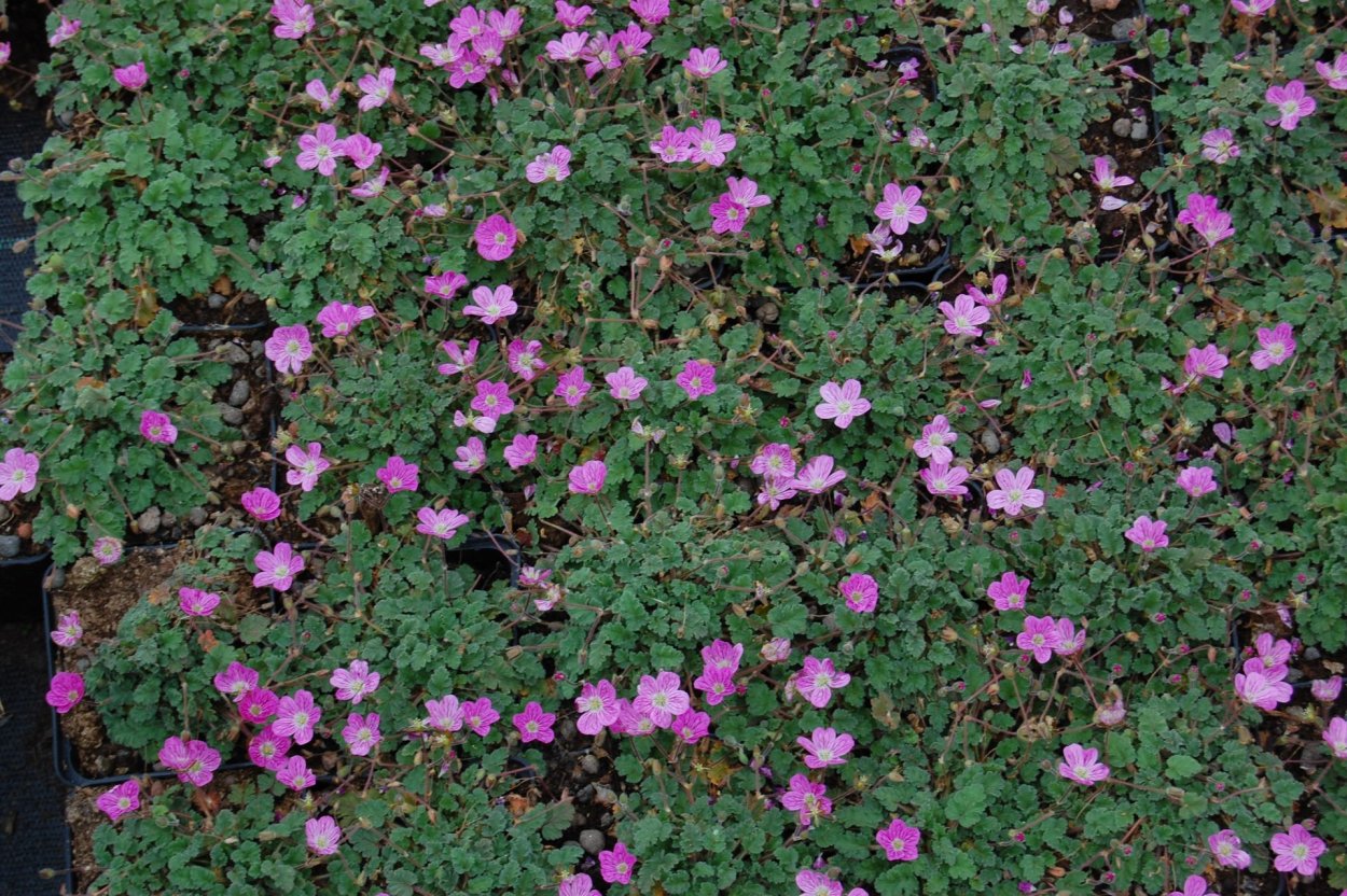 Аистник изменчивый Бишопс