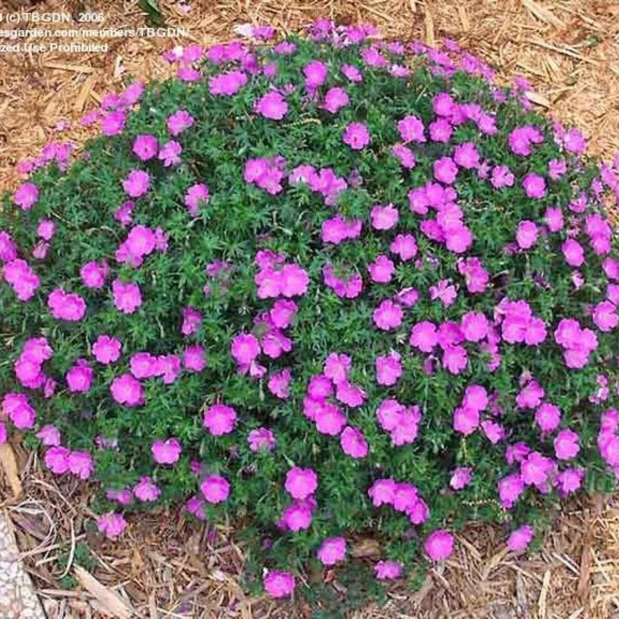 Герань подушковидная