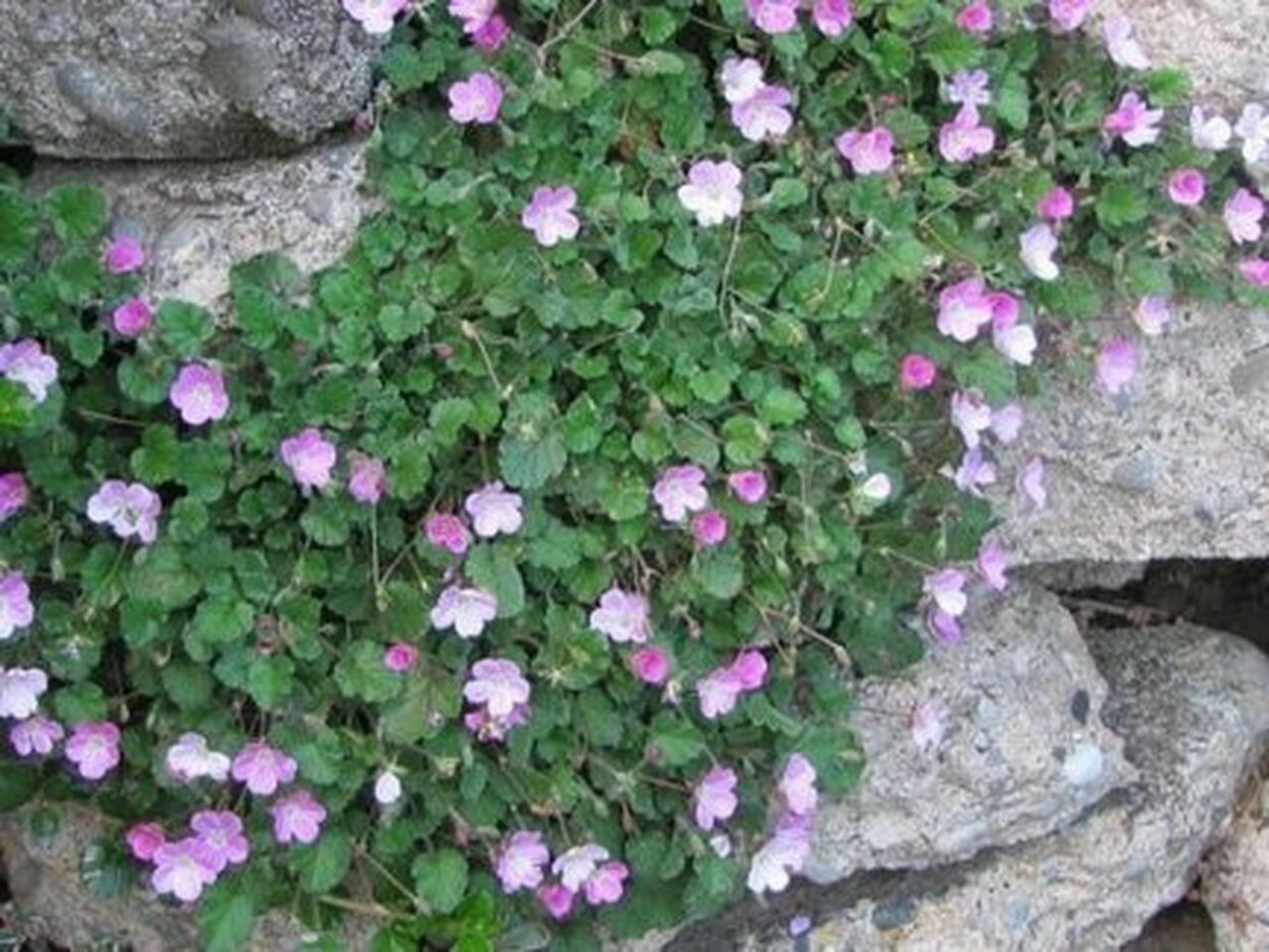 Аистник изменчивый Бишопс