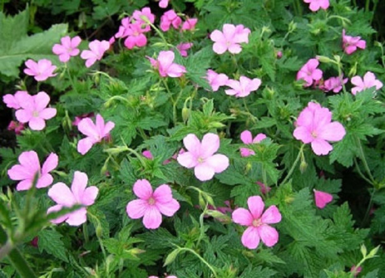 Герань Садовая Гюссепии