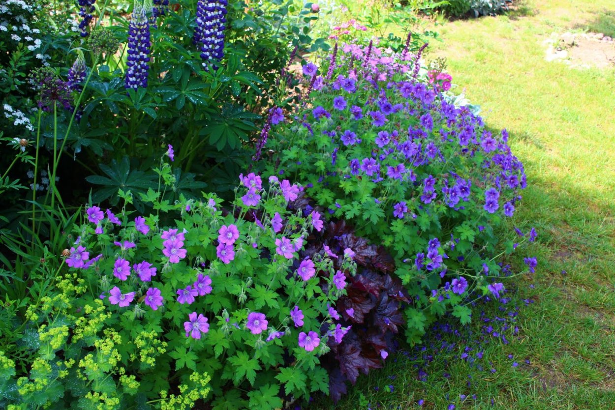 Герань sanguineum